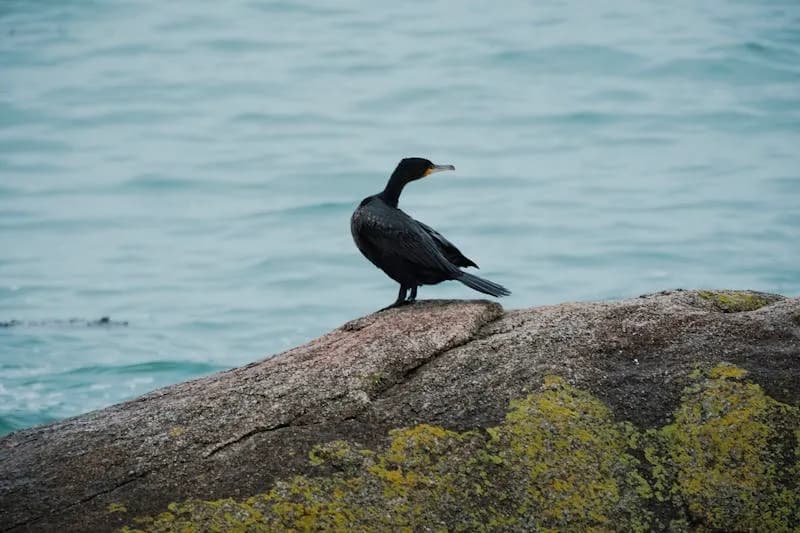 Cormorants