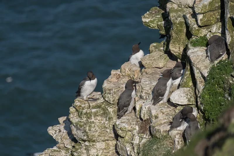 Guillemots & Razorbills