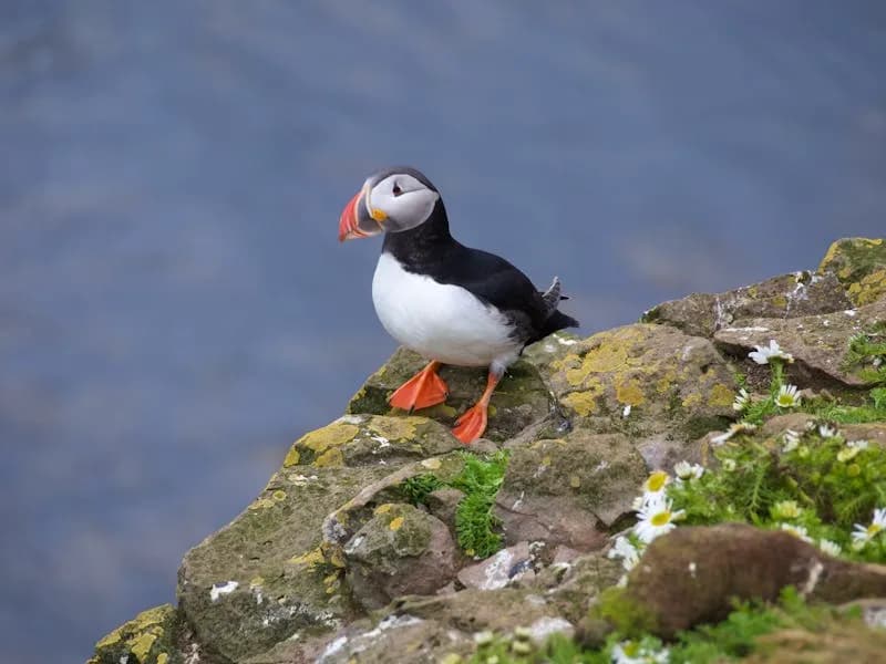 Puffins
