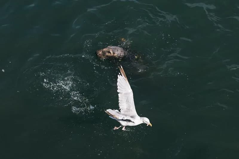 Harbour Seals