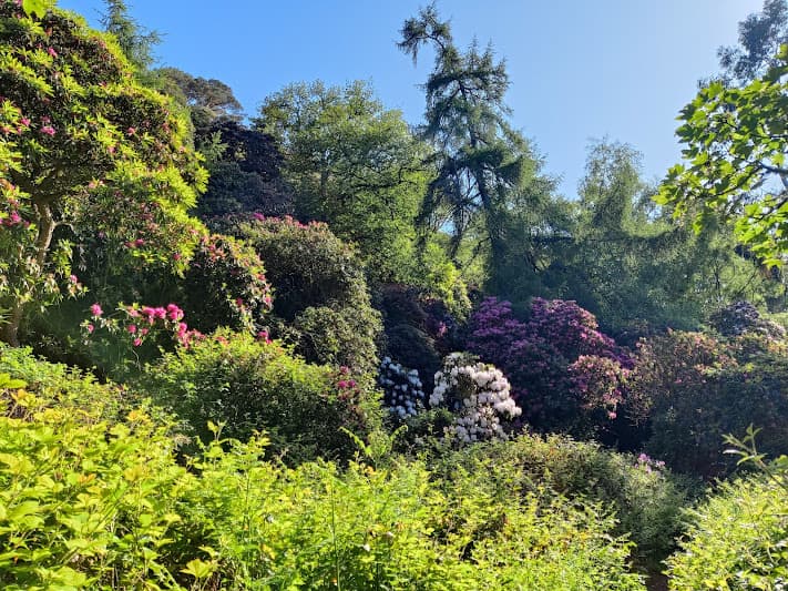 Howth Castle rhododendron gardens in full spring bloom