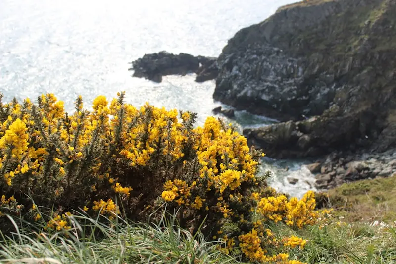 Howth cliff walk green route with sea views and heathland