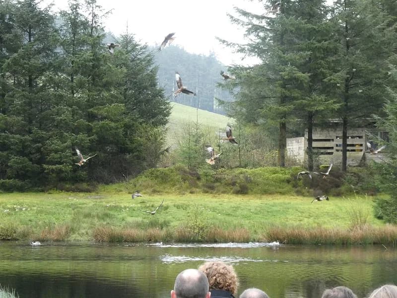 Red Kite Feeding at Bwlch Nant yr Arian