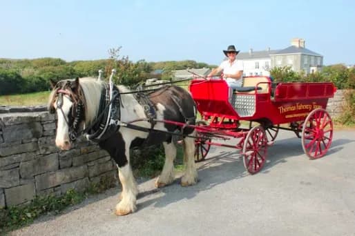 Pony & Trap Tour to Dún Aonghasa