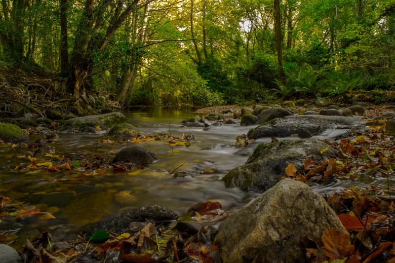 The Glencullen River running through the autumn woodland of Knocksink Wood