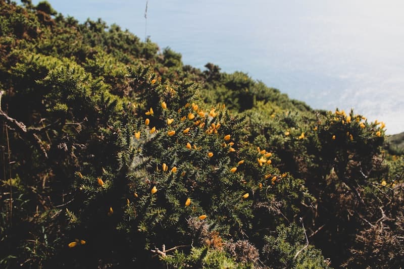 Hidden Howth Experiences