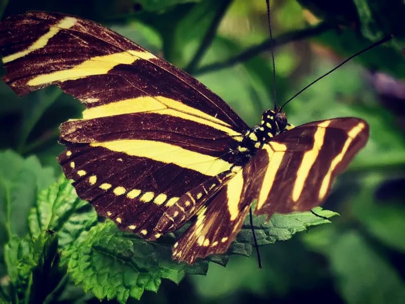 Butterfly House