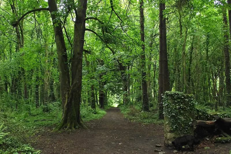 Ballyannan Wood