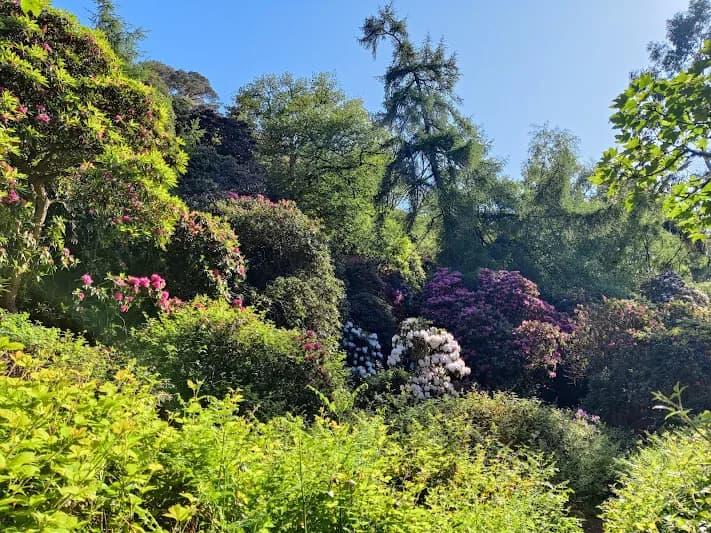 Howth Castle rhododendron gardens in full spring bloom