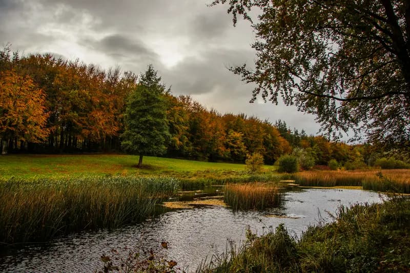 Curraghchase & the River Maigue
