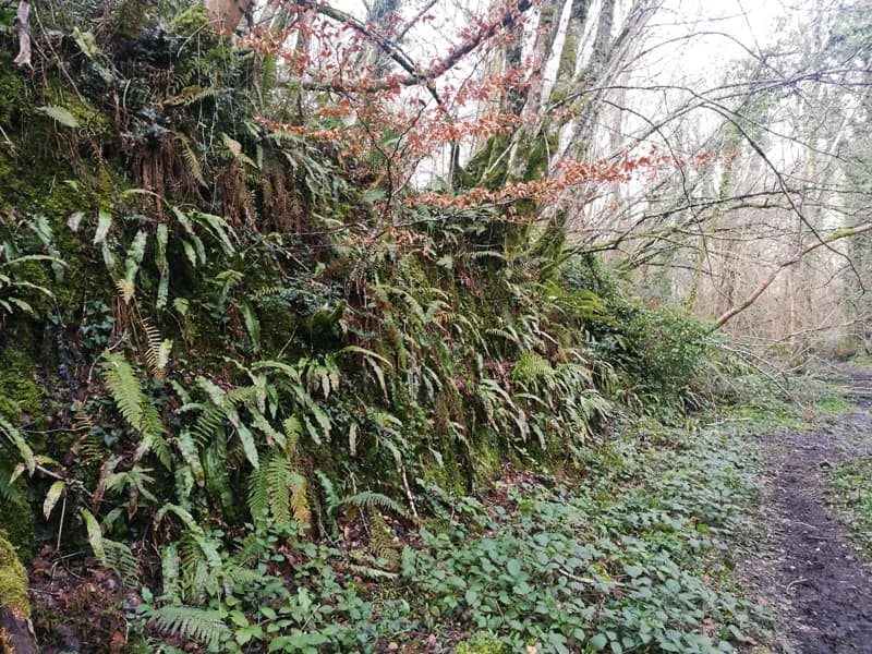 Knocksink Wood