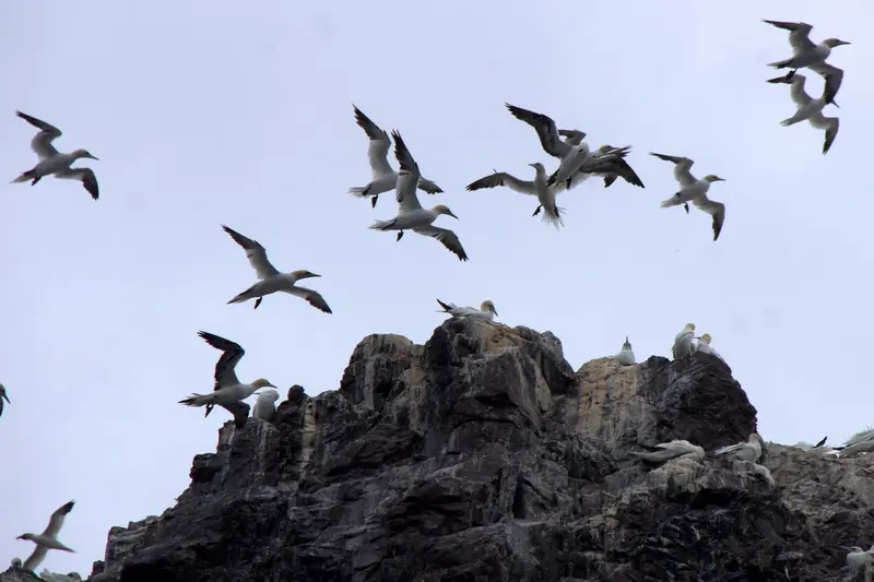 The Bass Rock & the Gannets