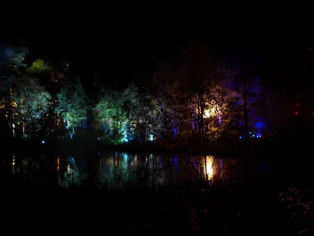 The Enchanted Forest